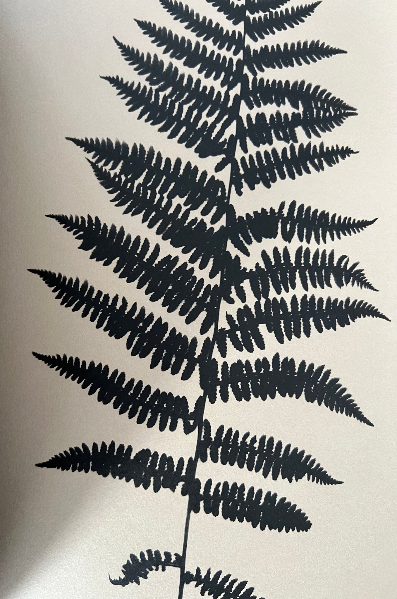 Ferns and Palms