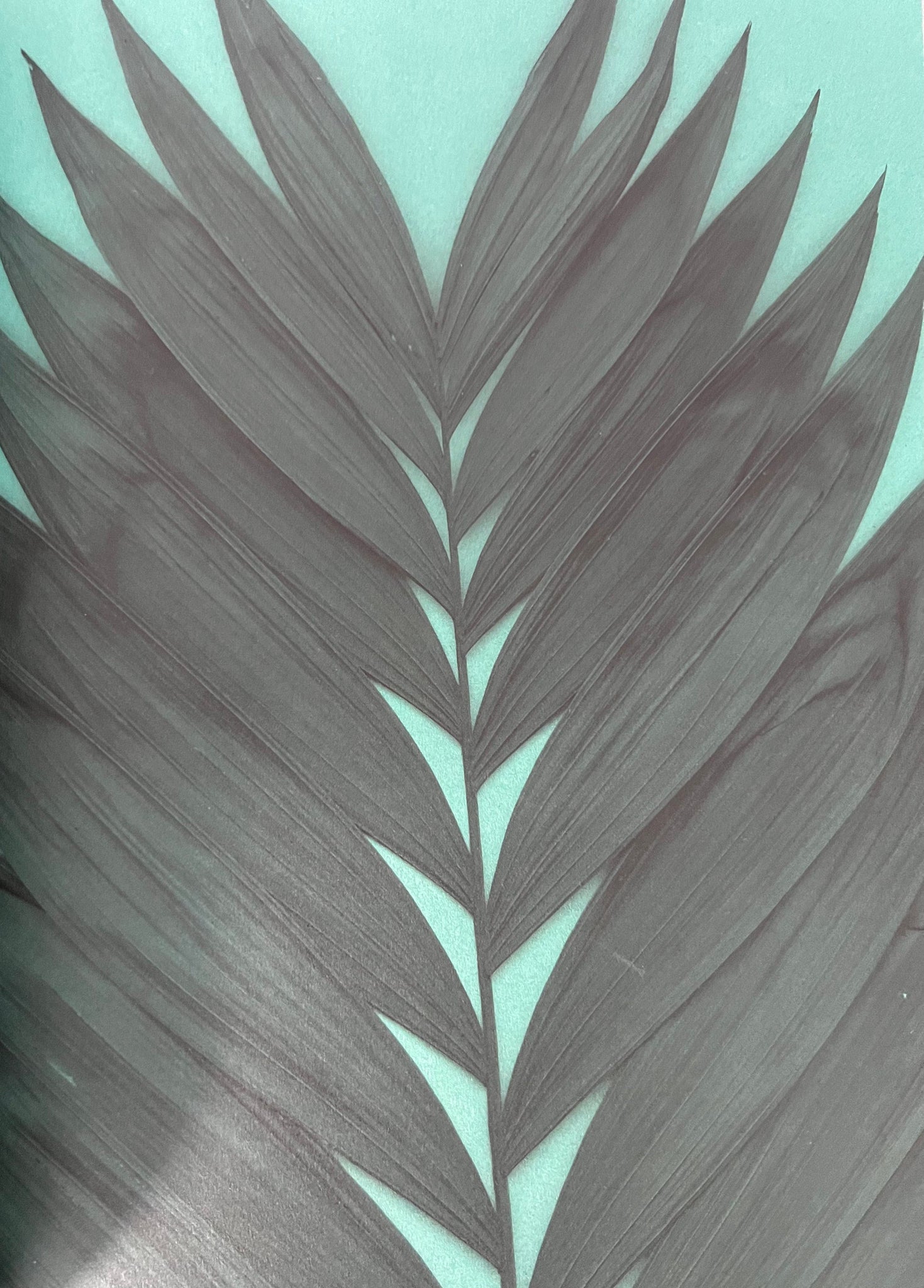 Ferns and Palms
