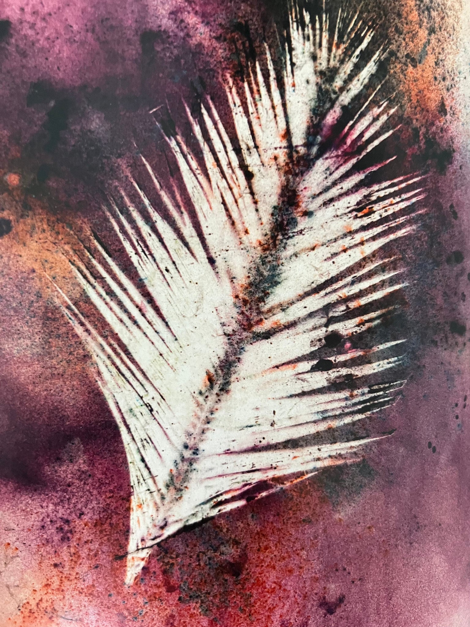 Ferns and Palms