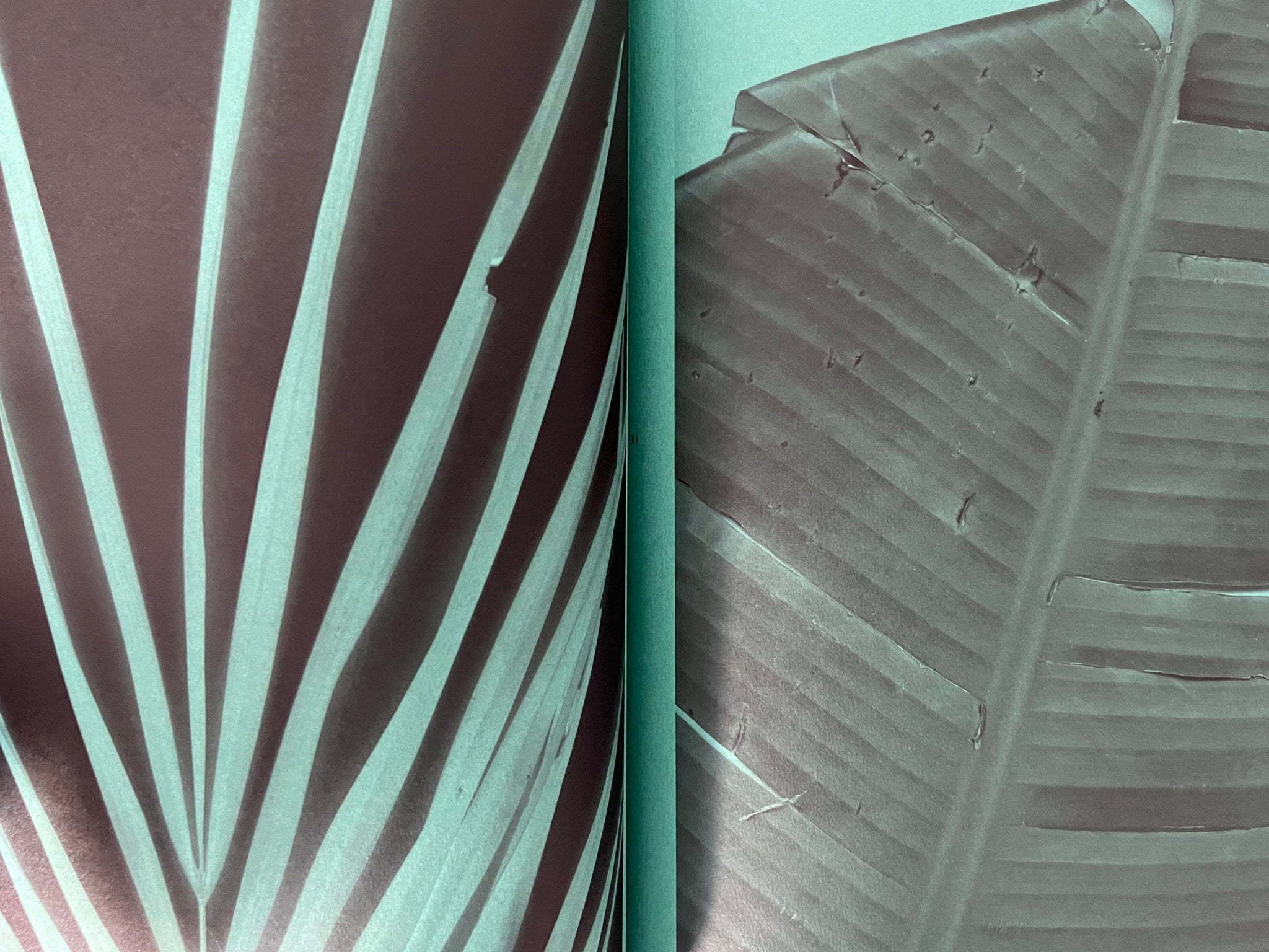 Ferns and Palms