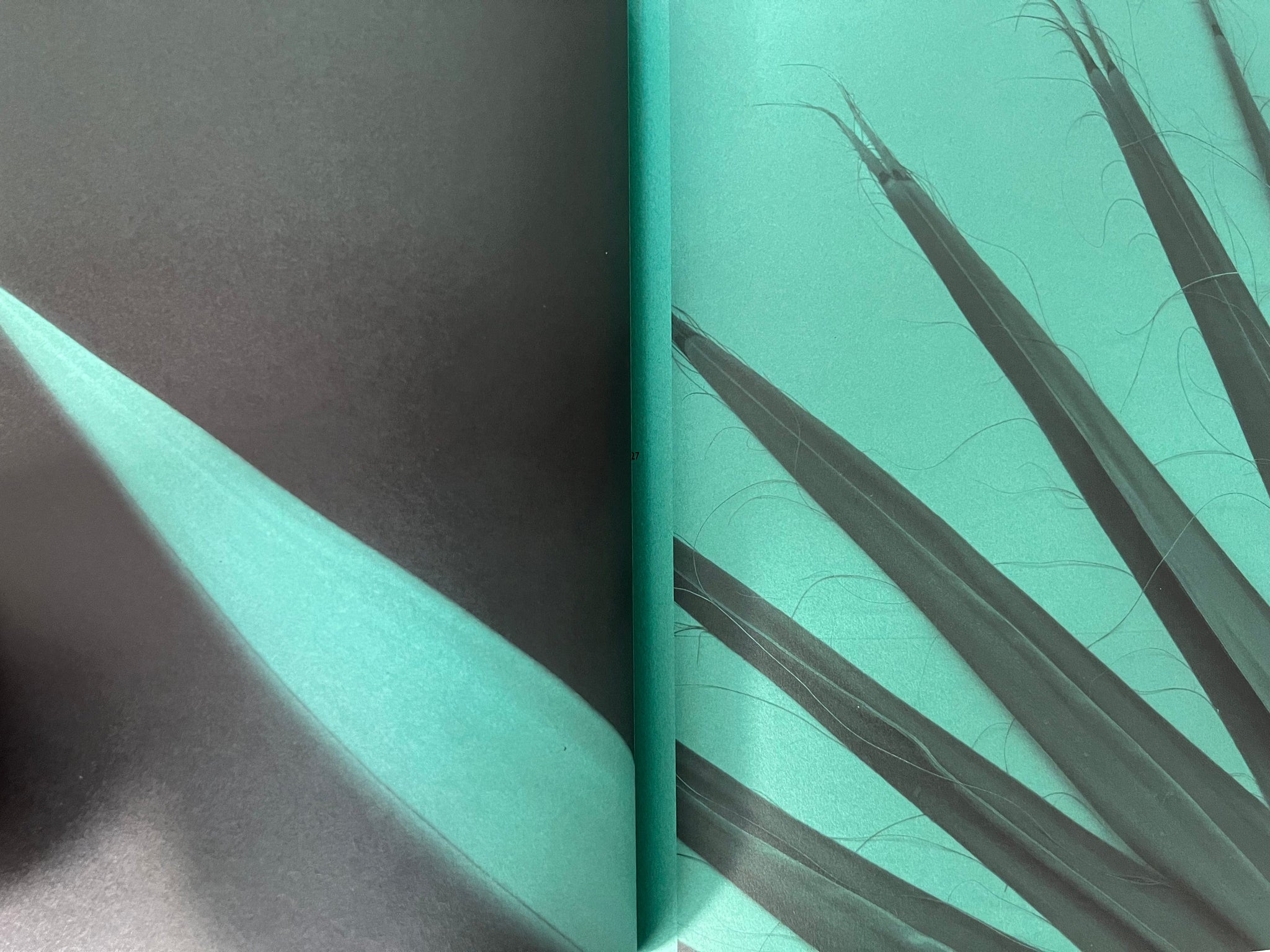 Ferns and Palms