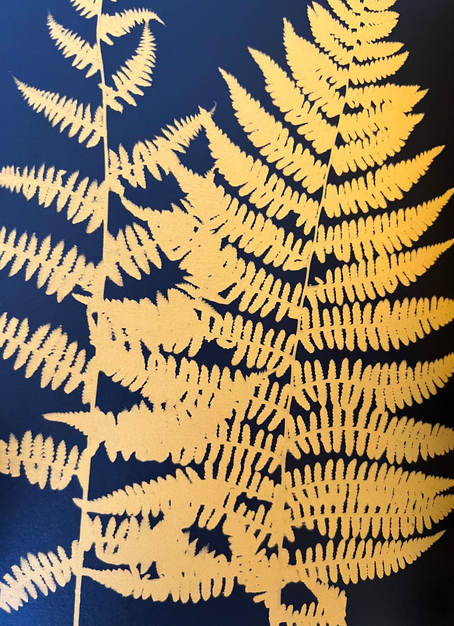 Ferns and Palms